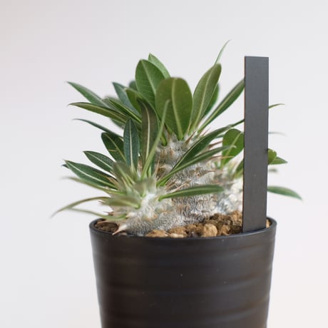 パキポディウム デンシフローラム / Pachypodium densiflorum / KN1300