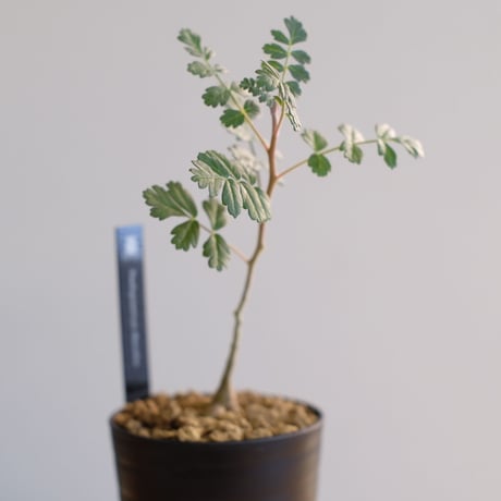 パキコルムス ディスカラー / Pachycormus discolor