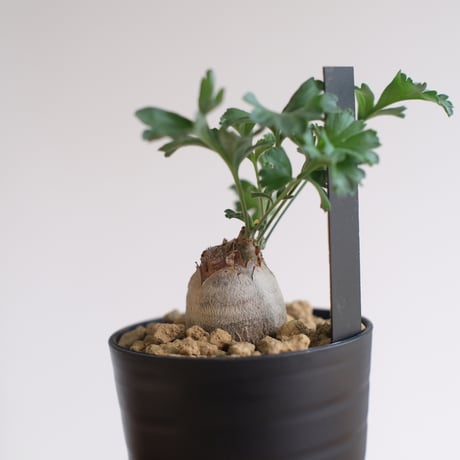 ペラルゴニウム パキポディウム / Pelargonium sp. cf. pachypodium / KN1391