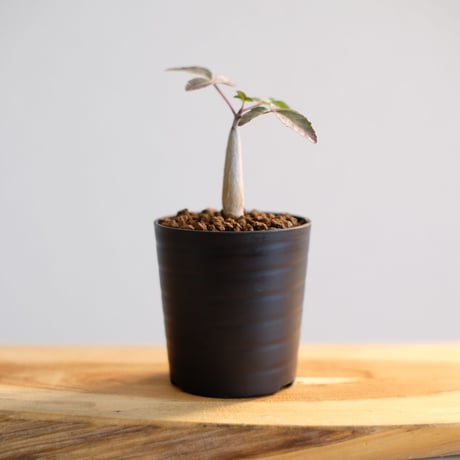 ブルセラ ファガロイデス / Bursera fagaroides / KN1004