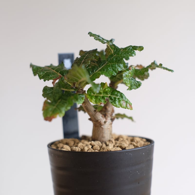 ト*ョ様 Z15Boswellia nana ボスウェリア ナナ 実生株 ボスウェリア ナナ / Boswellia nana / KN1335 | 塊根植物 小苗専門