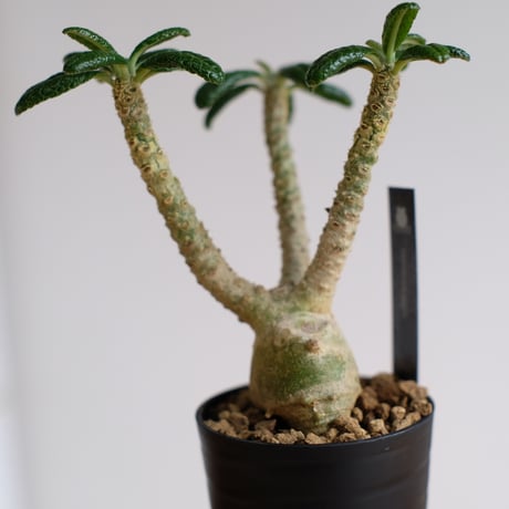 ドルステニア ギガス / Dorstenia gigas / KN1473