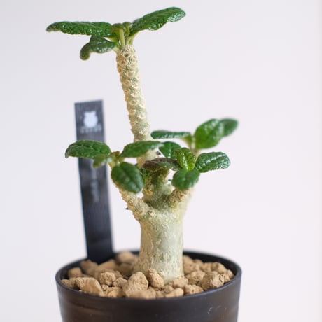 ドルステニア ギガス / Dorstenia gigas / KN1230