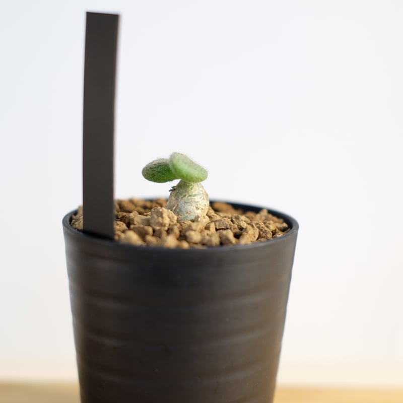 チレコドン ノルテーイ / Tylecodon nolteei | 塊根植物 小苗専門店 konae