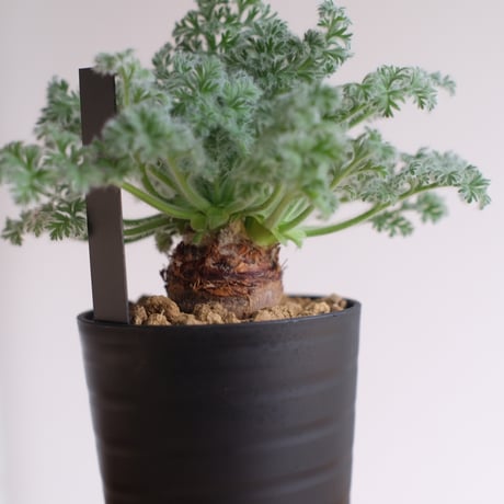 ペラルゴニウム アッペンディクラツム / pelargonium appendiclatum / KN1389