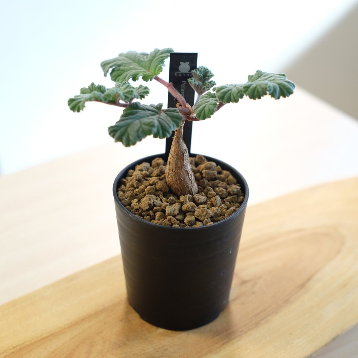 ペラルゴニウム ロバツム / Pelargonium lobatum | 塊根植物 ペラルゴニウム ロバツム / Pelargonium lobatum | 塊根植物