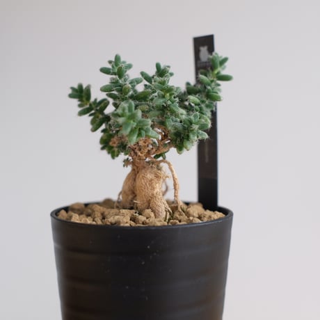 トリコディアデマ ブルボスム / Trichodiadema bulbosum