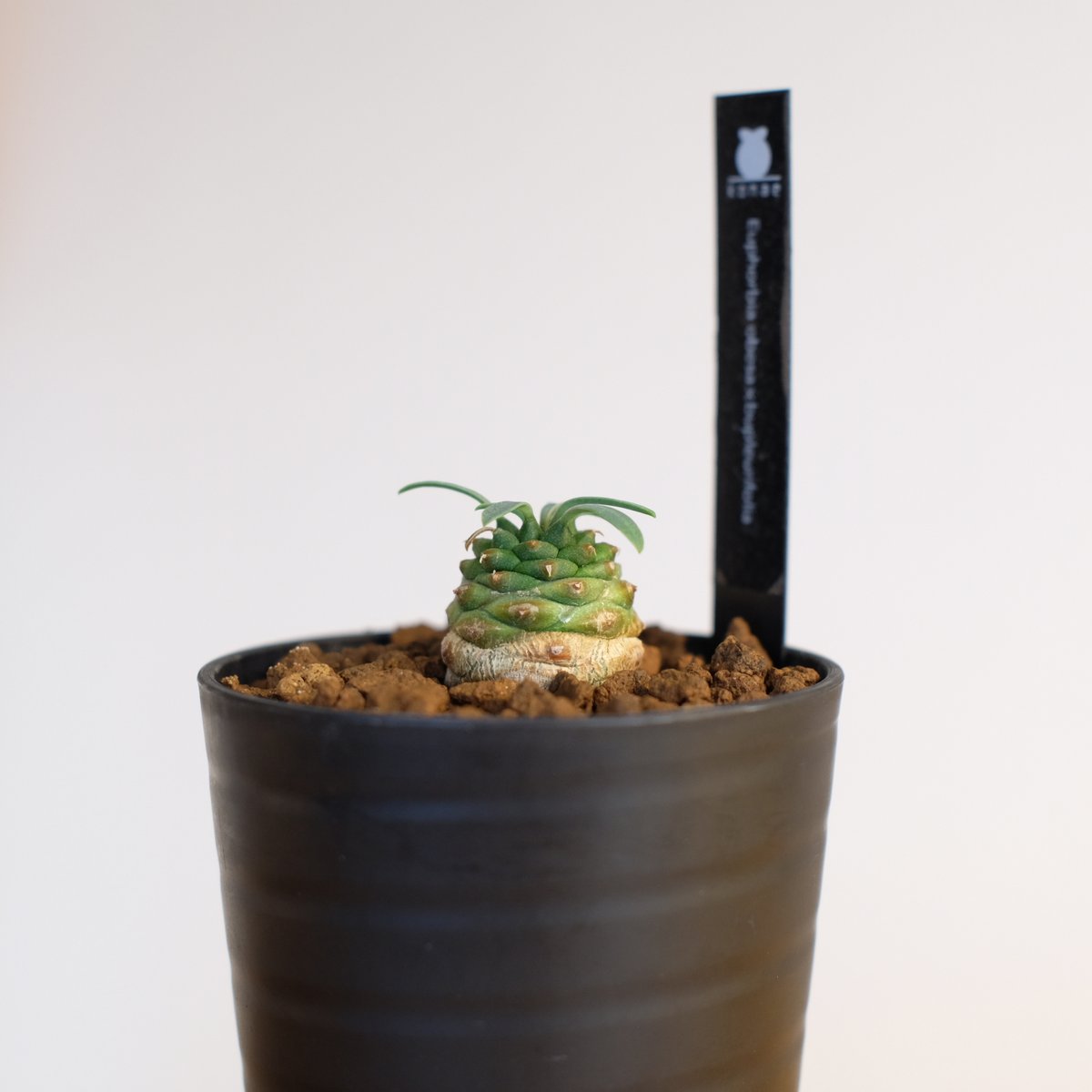 ユーフォルビア オベサ×鉄甲丸 Euphorbia obesa×bupleurifolia |