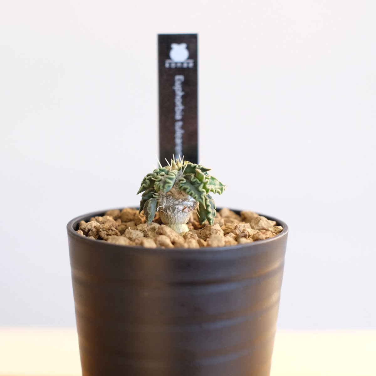 ユーフォルビア トゥレアレンシス １tulearensis ユーフォルビア トゥレアレンシス 1tulearensis ユーフォルビア