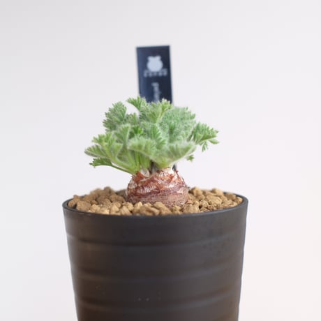 ペラルゴニウム アッペンディクラツム / pelargonium appendiclatum / KN1344