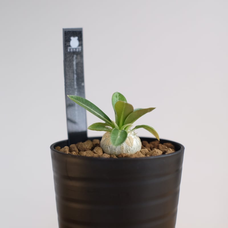パキポディウム エブレネウム × グラキリス / Pachypodium eburneum ×