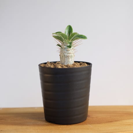 パキポディウム サンデルシー / Pachypodium saundersii