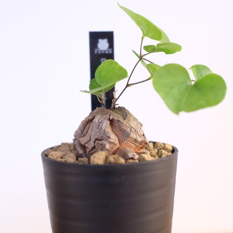 ディオスコレア エレファンティペス / Dioscorea elephantipes