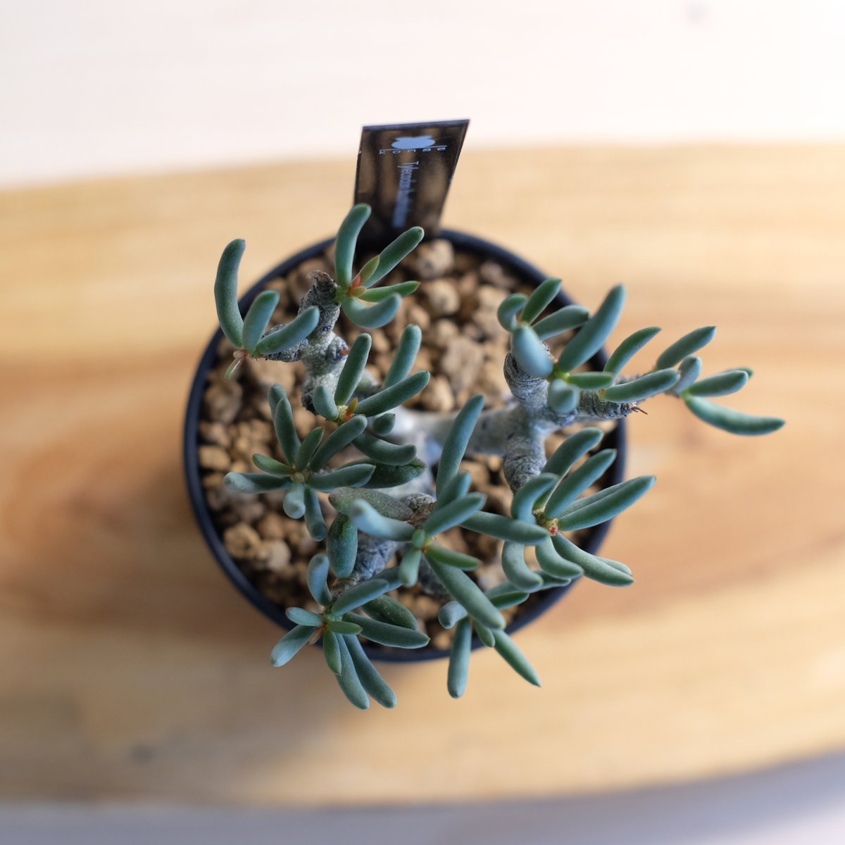 チレコドン ブッコルジアヌス / Tylecodon buchholzianus | 塊根植物