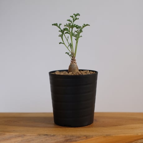 ペラルゴニウム パキポディウム / Pelargonium sp. cf. pachypodium