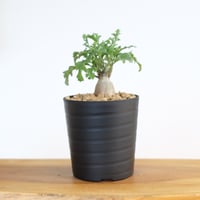 ペラルゴニウム パキポディウム / Pelargonium sp. cf. pachypodium / KN1405