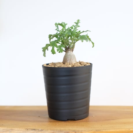 ペラルゴニウム パキポディウム / Pelargonium sp. cf. pachypodium / KN1405