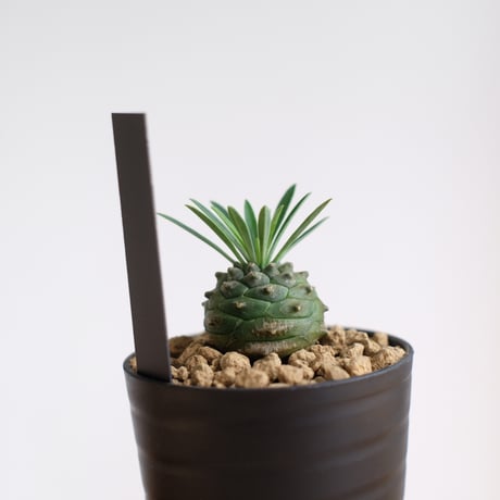 ユーフォルビア オベサ×鉄甲丸 / Euphorbia obesa×bupleurifolia / KN1559