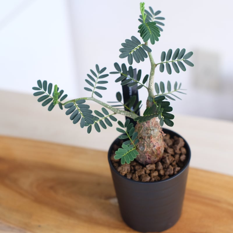 センナ メリディオナリス / Senna meridionalis / KN1271 | 塊根