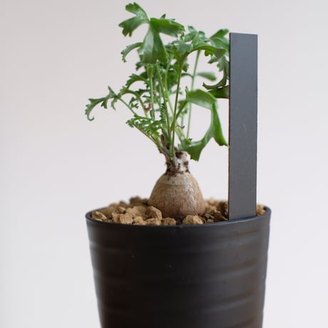 ペラルゴニウム パキポディウム / Pelargonium sp. cf. pachypodium / KN1415