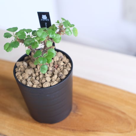 ペラルゴニウム ゼロフィトン / Pelargonium xerophyton / KN1346