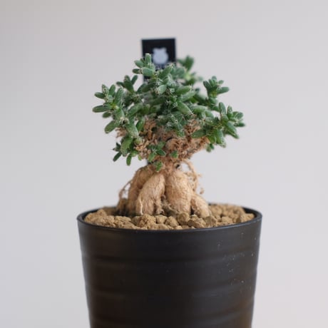 トリコディアデマ ブルボスム / Trichodiadema bulbosum