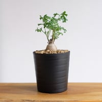 ペラルゴニウム パキポディウム / Pelargonium sp. cf. pachypodium / KN1415