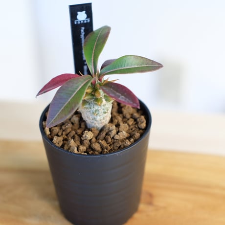 パキポディウム バロニー×ウィンゾリー / Pachypodium baronii×Windsorii