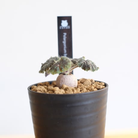 ペラルゴニウム バークリー / Pelargonium barklyi