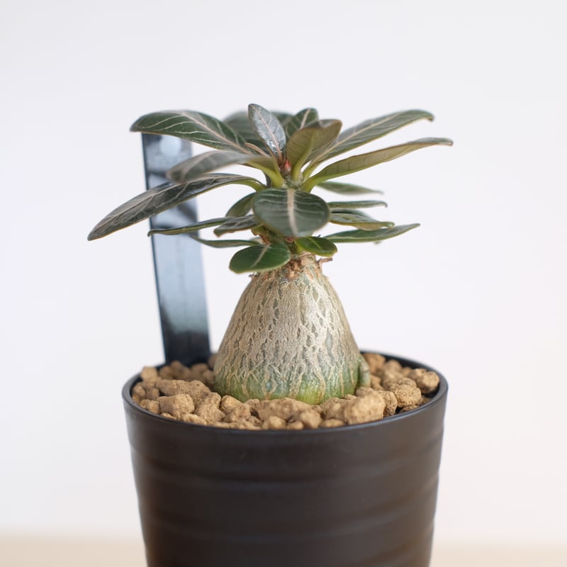 アデニウムソコトラナム 純血 実生 Amazon.co.jp: アデニウム ソコトラナム 純血 実生 3年株 : おもちゃ