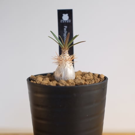パキポディウム グラキリス / Pachypodium gracilius