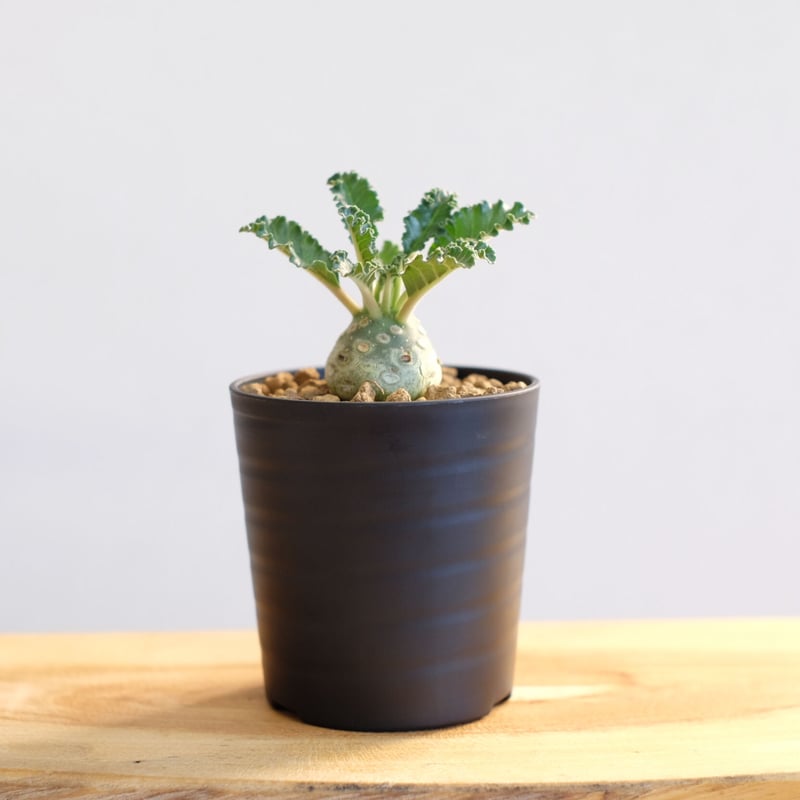 ドルステニア ラブラニー / Dorstenia lavrani / KN1029 | 塊根植