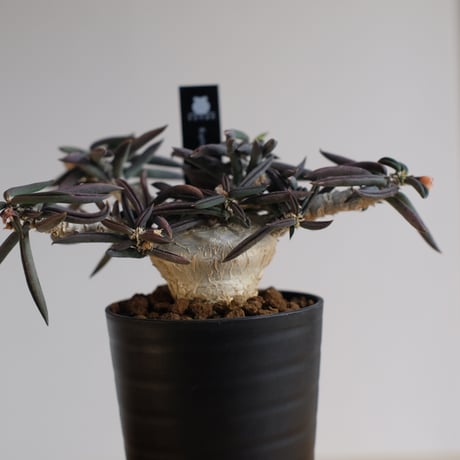 ユーフォルビア キリンドリフォリア トゥビフェラ / Euphorbia cylindrifolia var. tubufera
