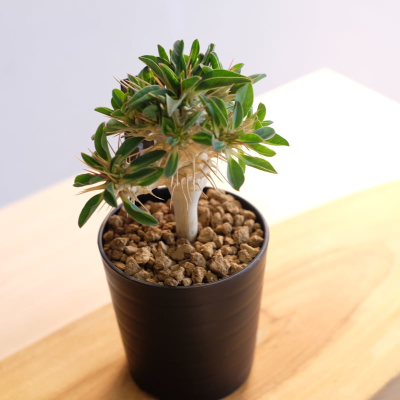 ユーフォルビア ギラウミニアナ / Euphorbia guillauminiana | 塊根 