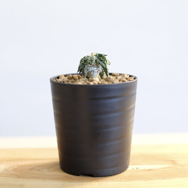 ユーフォルビア トゥレアレンシス / Euphorbia tulearensis / KN10