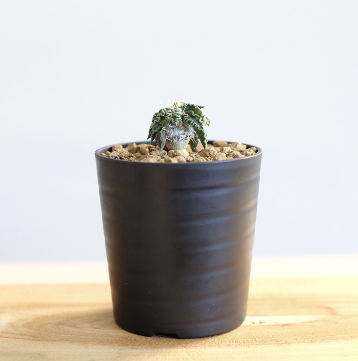 u*e様 ユーフォルビア　トゥレアレンシス ザ・ファームセレクト]ユーフォルビア：トゥレアレンシス 2.5号