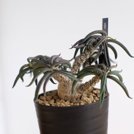 ユーフォルビア キリンドリフォリア / Euphorbia cylindrifolia / KN1557