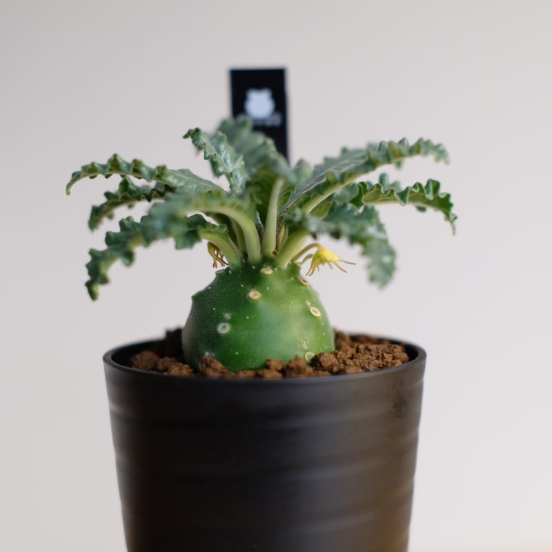 ドルステニア ラブラニー / Dorstenia lavrani | 塊根植物 小苗専門店 k