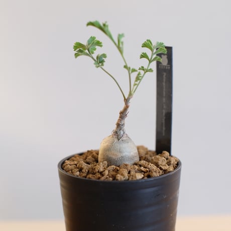 ペラルゴニウム パキポディウム / Pelargonium sp. cf. pachypodium