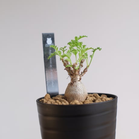 ペラルゴニウム パキポディウム / Pelargonium sp. cf. pachypodium / KN1349