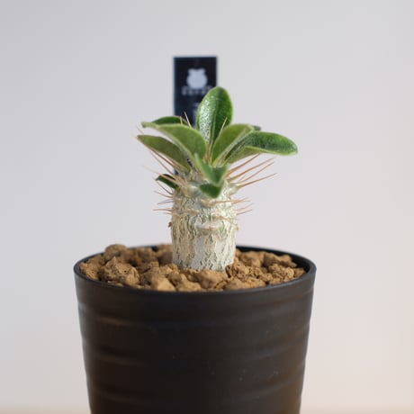 パキポディウム サンデルシー / Pachypodium saundersii