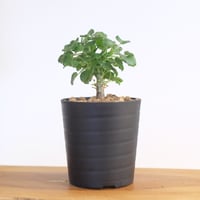 ペラルゴニウム ゼロフィトン / Pelargonium xerophyton / KN1393