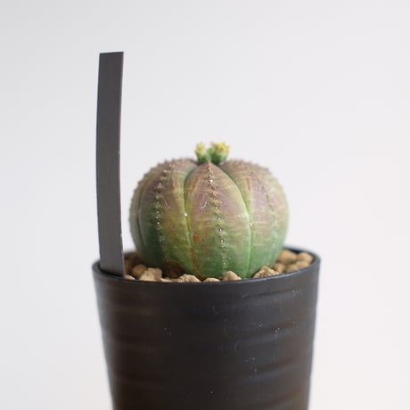 ユーフォルビア オベサ / Euphorbia obesa / KN1228