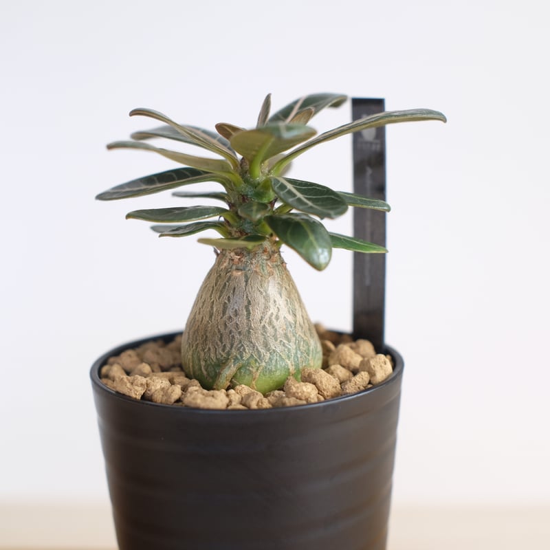 アデニウム ソコトラナム（純血） / Adenium socotranum / KN1280