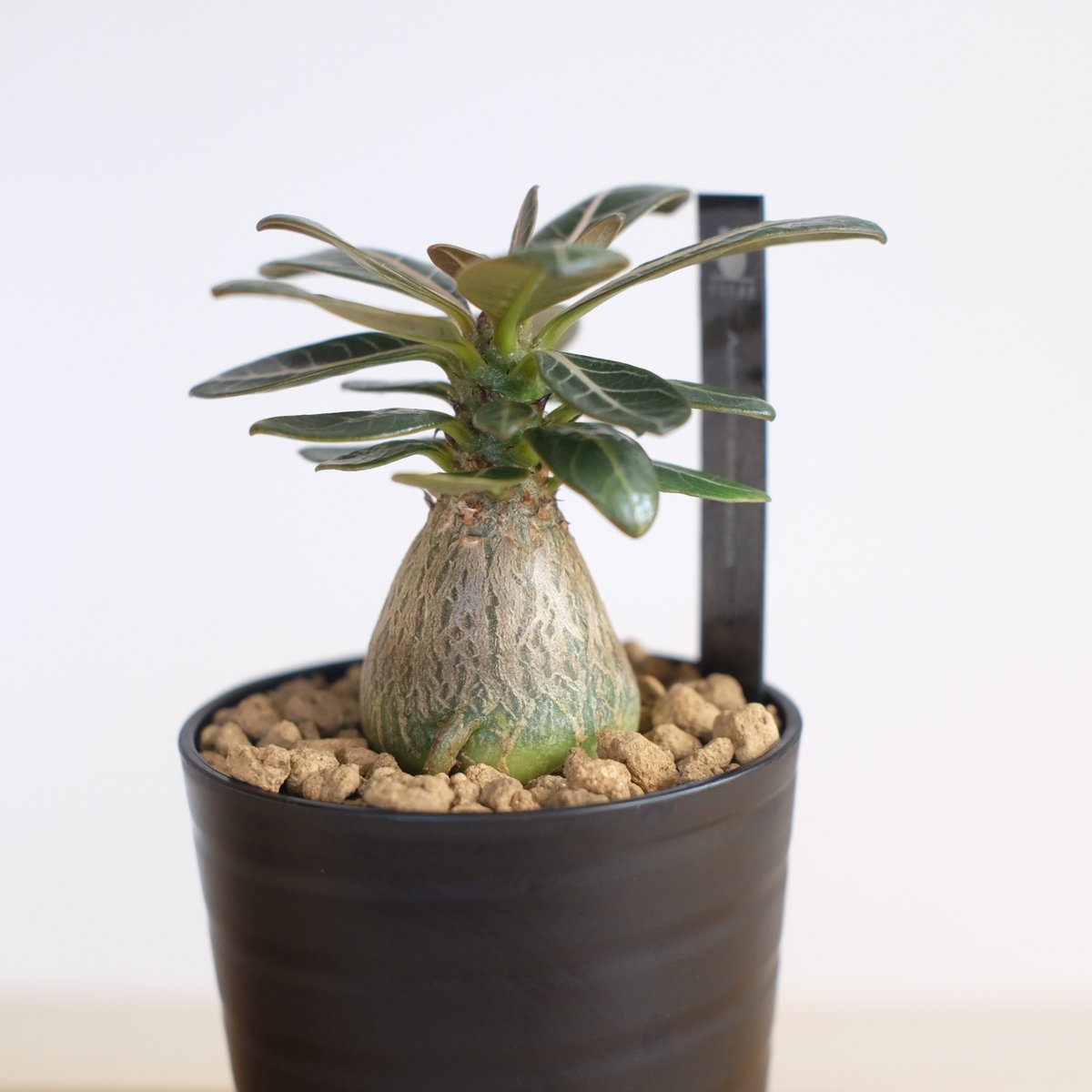 アデニウム ソコトラナム（純血） / Adenium socotranum / KN1280