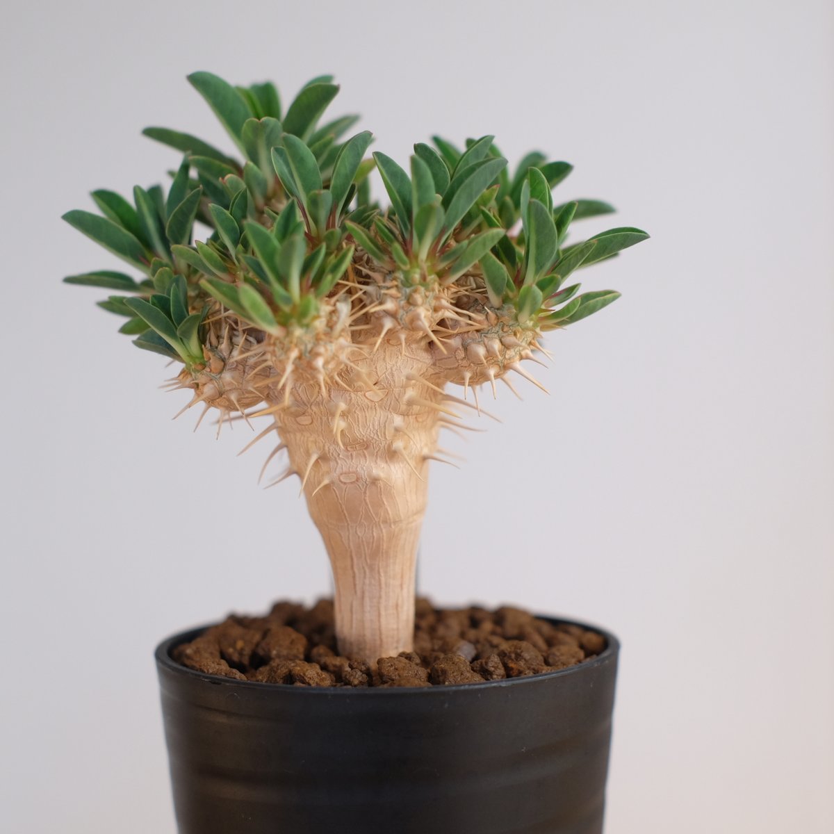 ギラウミニアナ　塊根植物　ユーフォルビア ユーフォルビア ギラウミニアナ/盆栽、多肉植物、塊根植物、観葉植物