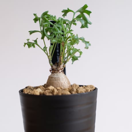 ペラルゴニウム パキポディウム / Pelargonium sp. cf. pachypodium / KN1415