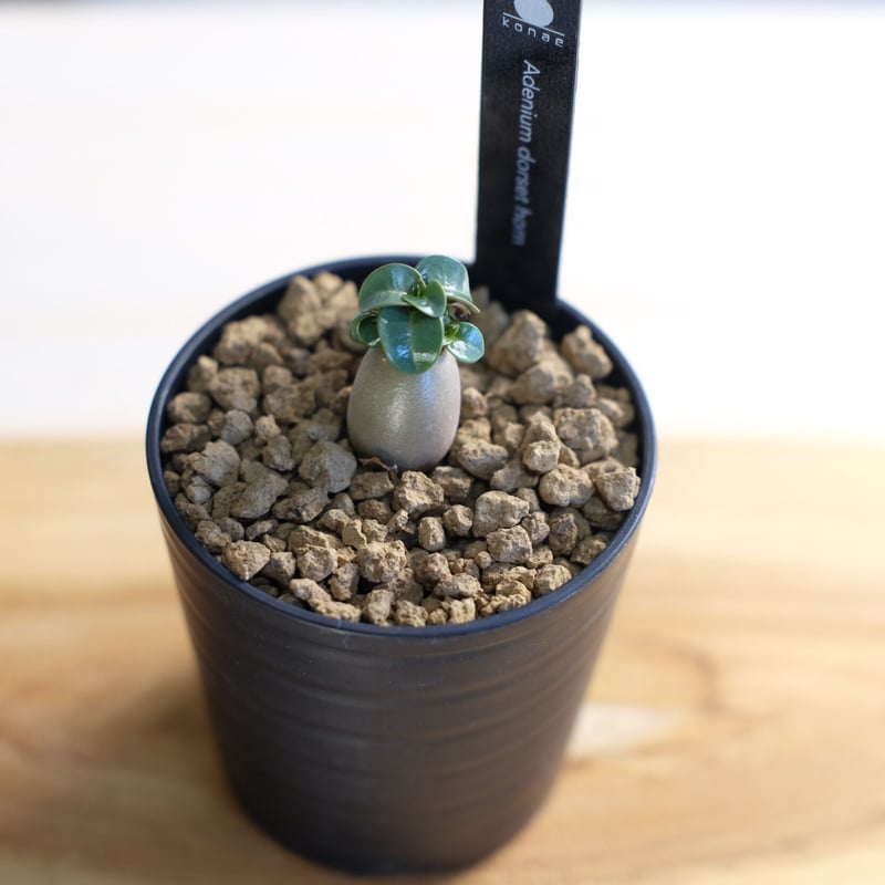うぐたん様 専用 Dorset Horn Adenium ＋V2ハックA 鉢植え 【公式通販】