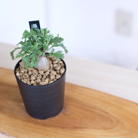 ペラルゴニウム パキポディウム / Pelargonium sp. cf. pachypodium / KN1405