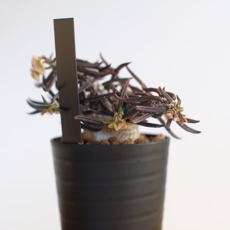 ユーフォルビア キリンドリフォリア トゥビフェラ / Euphorbia cylindrifolia var. tubufera / KN1235